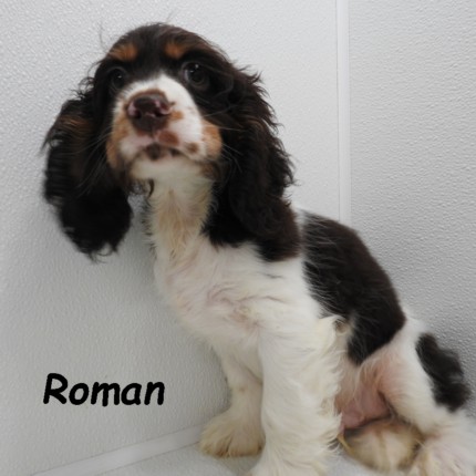 puppy, for, sale, Cocker Spaniel, Joe & Cherri  Overlease, dog, breeder, Miller, MO, dog-breeder, puppy-for-sale, forsale, nearby, find, puppyfind, locator, puppylocator, aca